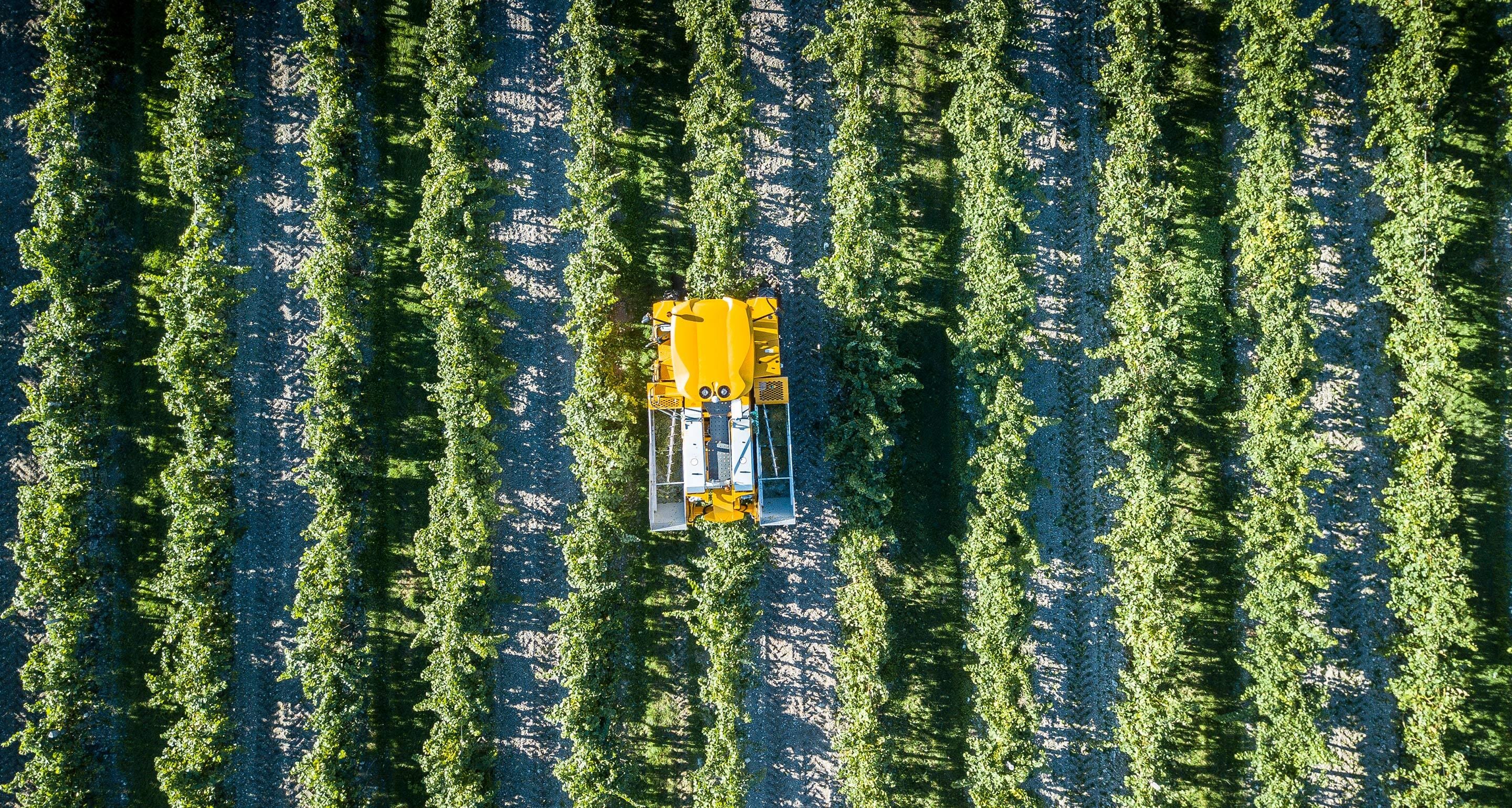 hennessy-vendanges-story-cm2-landscape