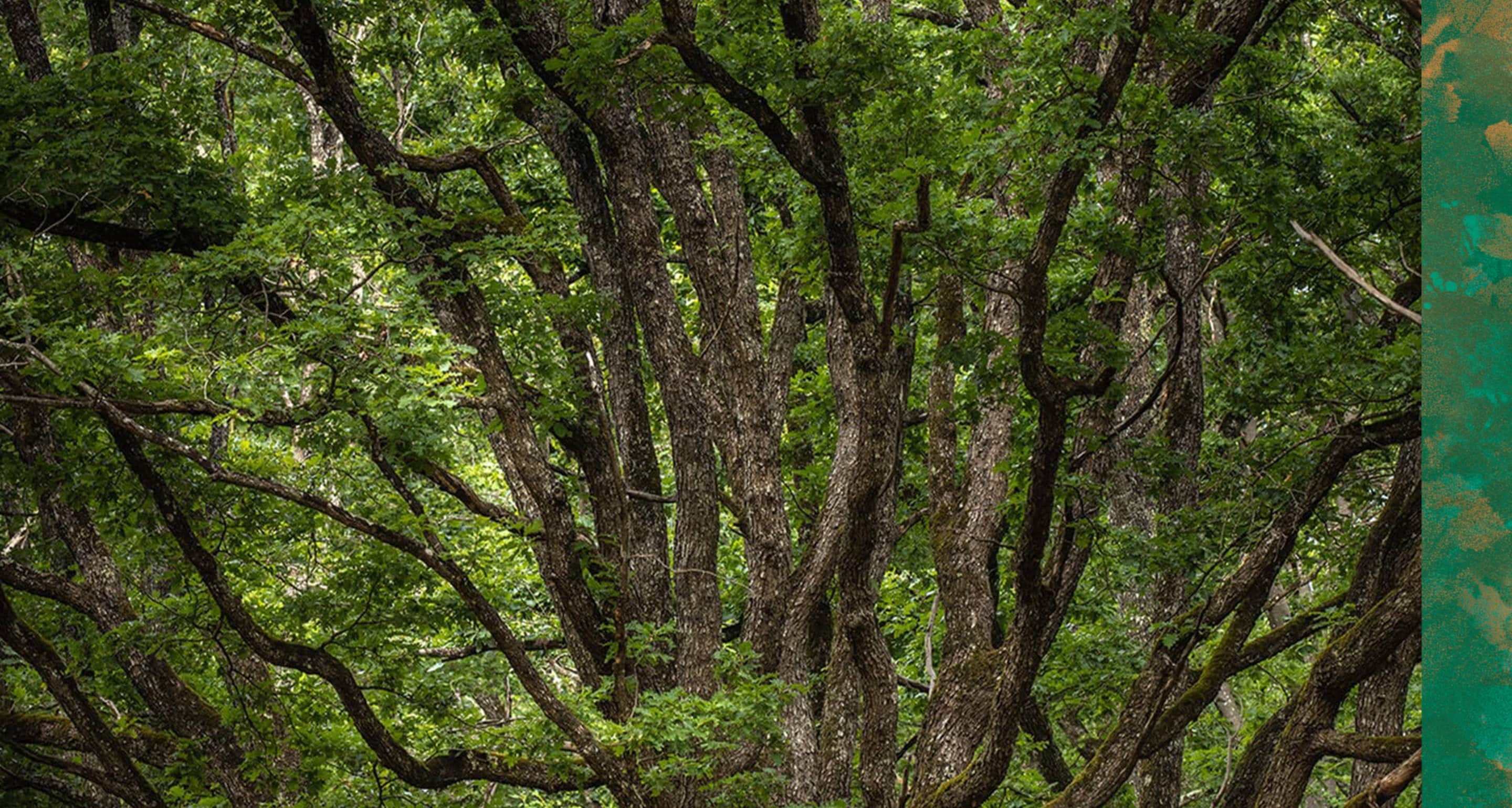 engagement-forest-destination