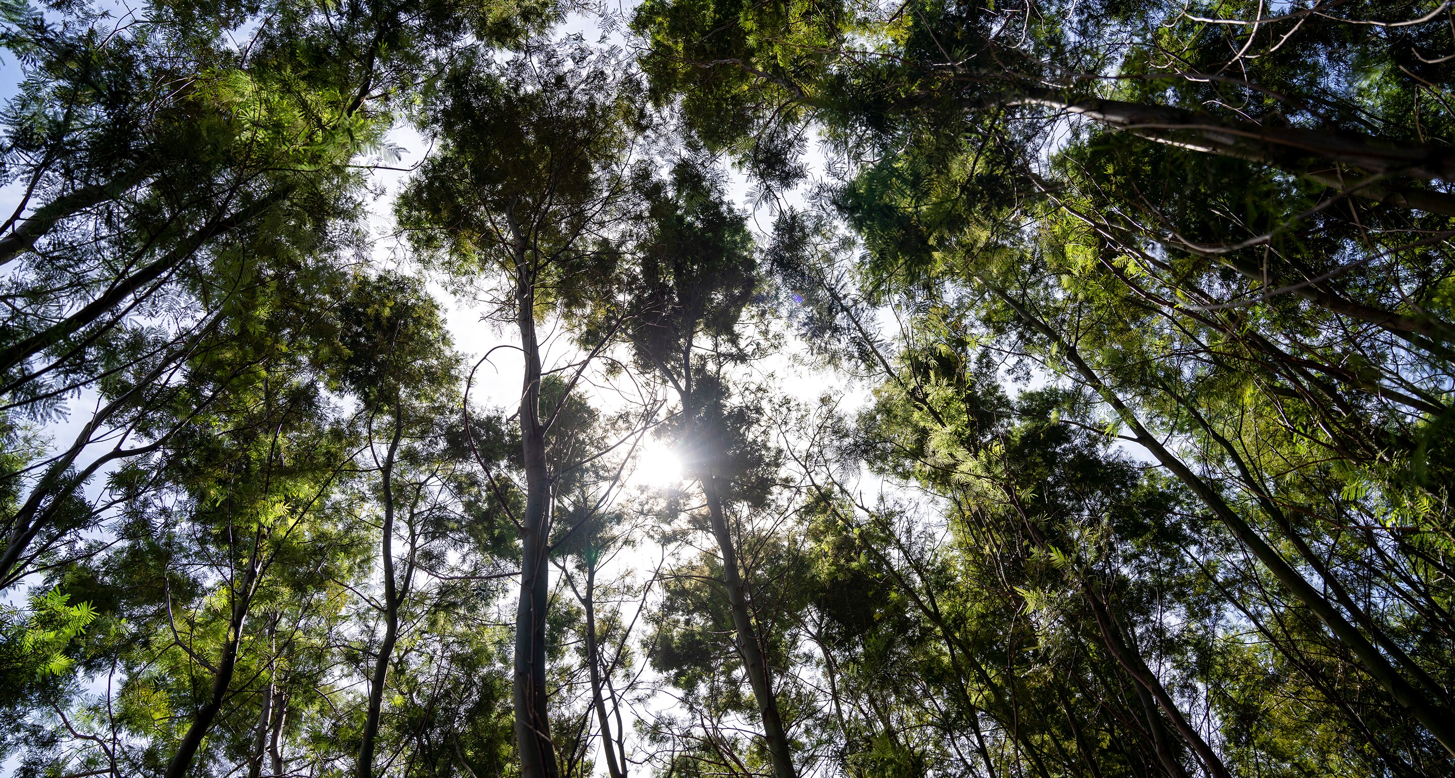 HENNESSY_230515_Foret